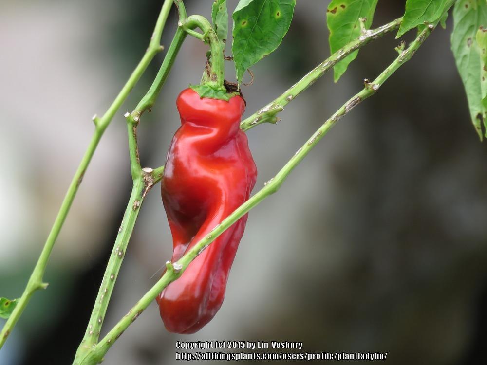 Photo of Peppers (Capsicum) uploaded by plantladylin