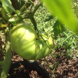 Searching for a More Productive Method of Growing Tomatoes