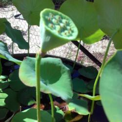 Location: murchison, tx
Date: 2015-08-03
water lotus Waba-a-sabi seedpod