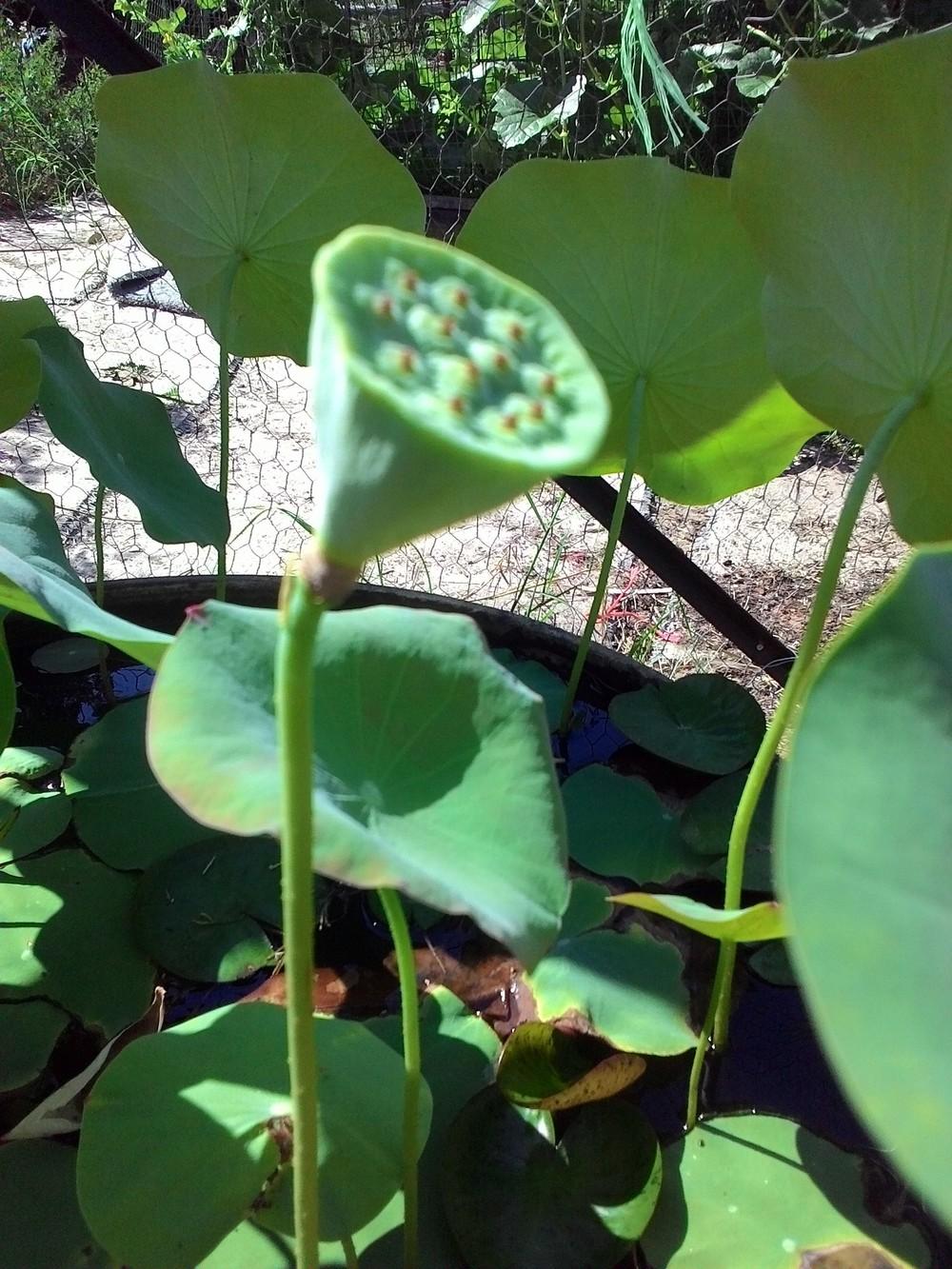 Photo of Lotus (Nelumbo 'Wab-a-Sabi') uploaded by texaskitty111