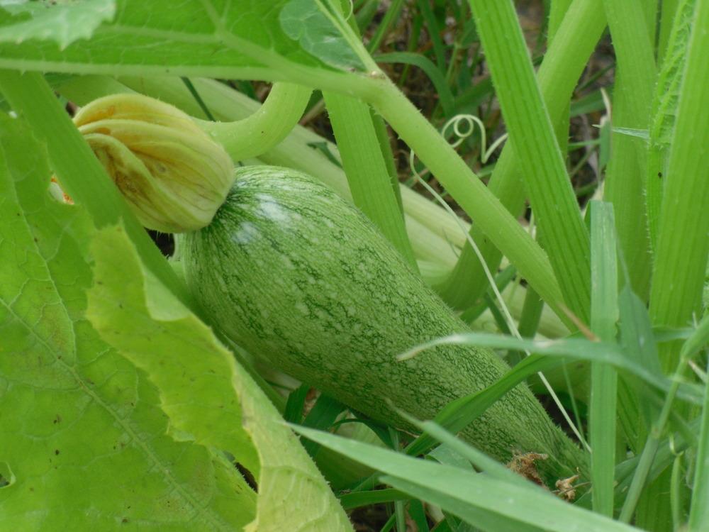 Photo of Summer Squash (Cucurbita pepo 'Vegetable Marrow') uploaded by wildflowers