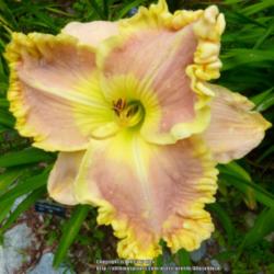 Location: My Garden- Vermont
Date: 2015-07-30
8" Bloom with huge yellow edge. A spectacular bloom!