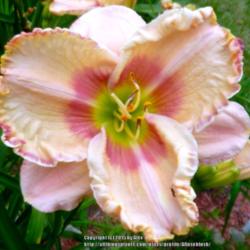 Location: My Garden- Vermont
Date: 2014-07-31
Huge 8" bloom. Spectacular!