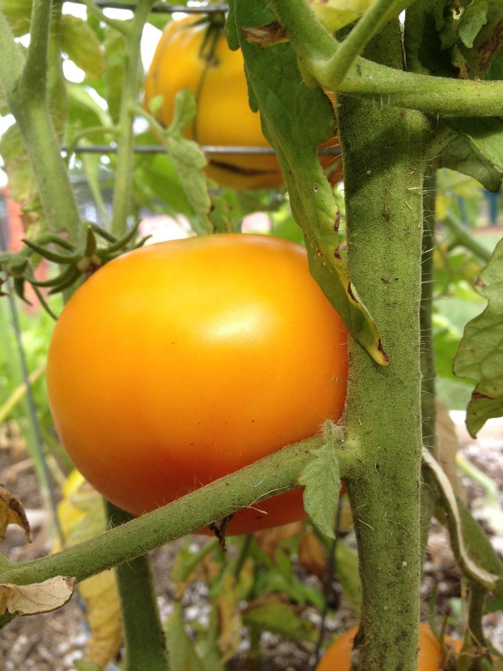 Photo of Tomato (Solanum lycopersicum 'Azoychka') uploaded by Anderwood