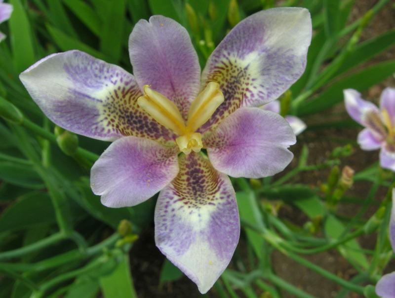 Photo of Species X Iris (Iris x norrisii 'August Affair') uploaded by Calif_Sue