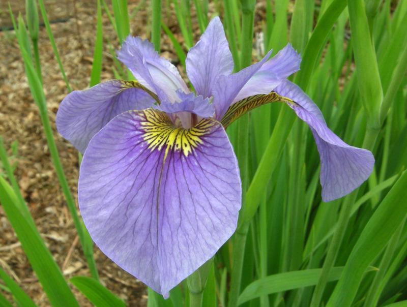 Photo of Species X Iris (Iris 'Happy Traveler') uploaded by Calif_Sue
