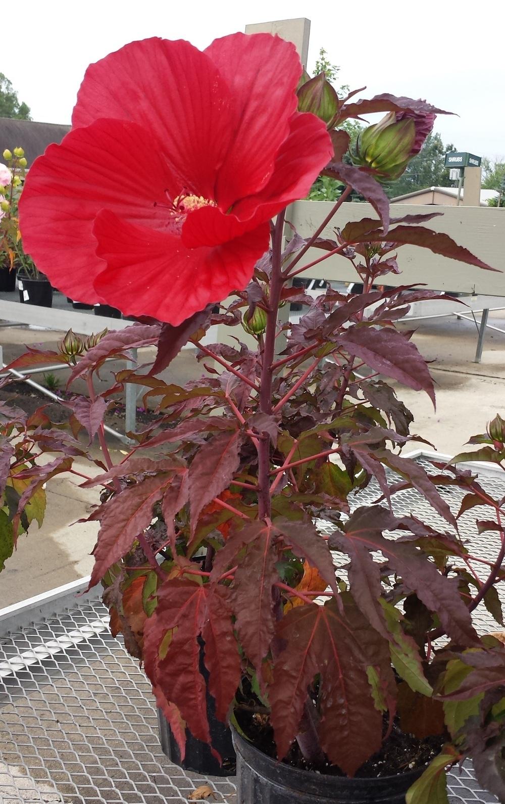 Photo of Hybrid Hardy Hibiscus (Hibiscus 'Midnight Marvel') uploaded by DogsNDaylilies