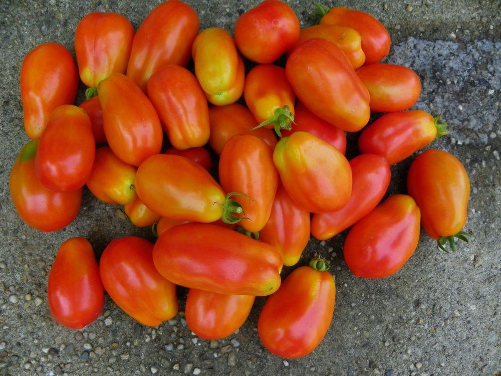 Photo of Tomato (Solanum lycopersicum 'San Marzano') uploaded by Newyorkrita