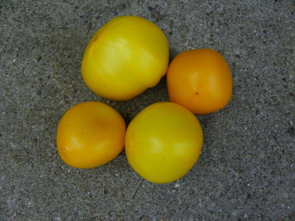 Photo of Tomato (Solanum lycopersicum 'Lemon Boy') uploaded by Newyorkrita