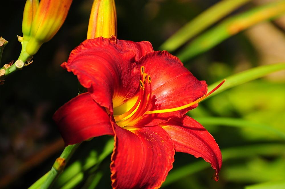 Photo of Daylily (Hemerocallis 'Red Rooster') uploaded by Pat236