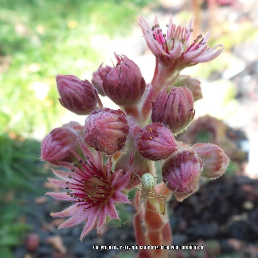 Photo of Hen and Chicks (Sempervivum 'Sopa') uploaded by Patty