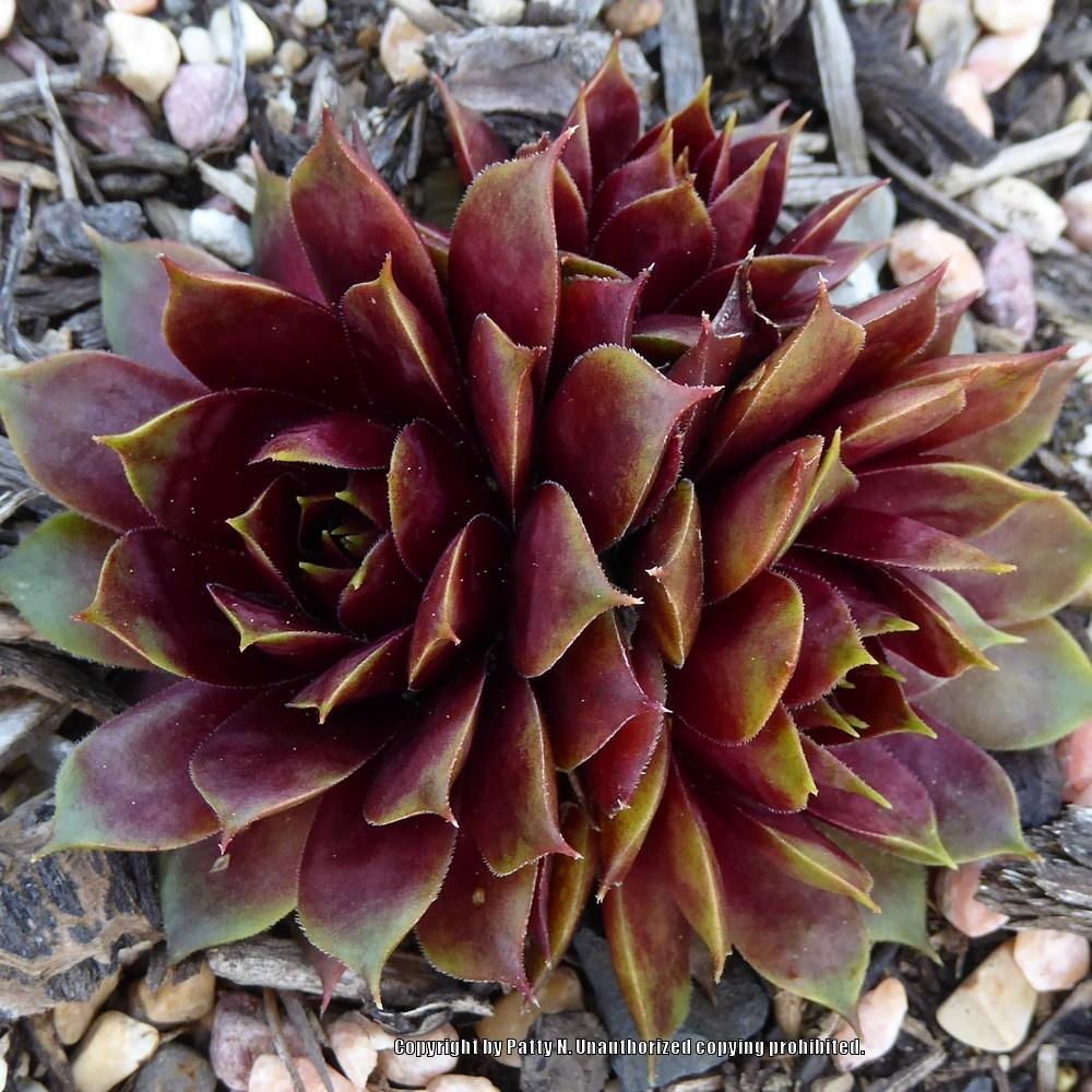 Photo of Hen and Chick (Sempervivum 'Marland Ruby') uploaded by Patty