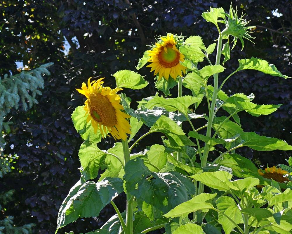 Photo of Sunflower (Helianthus annuus 'Mammoth Russian') uploaded by dirtdorphins