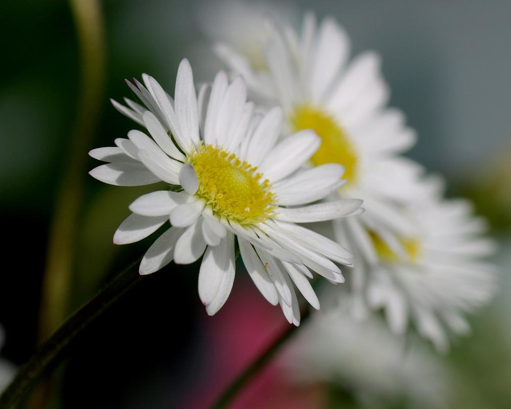 Photo of English Daisy (Bellis perennis) uploaded by dirtdorphins