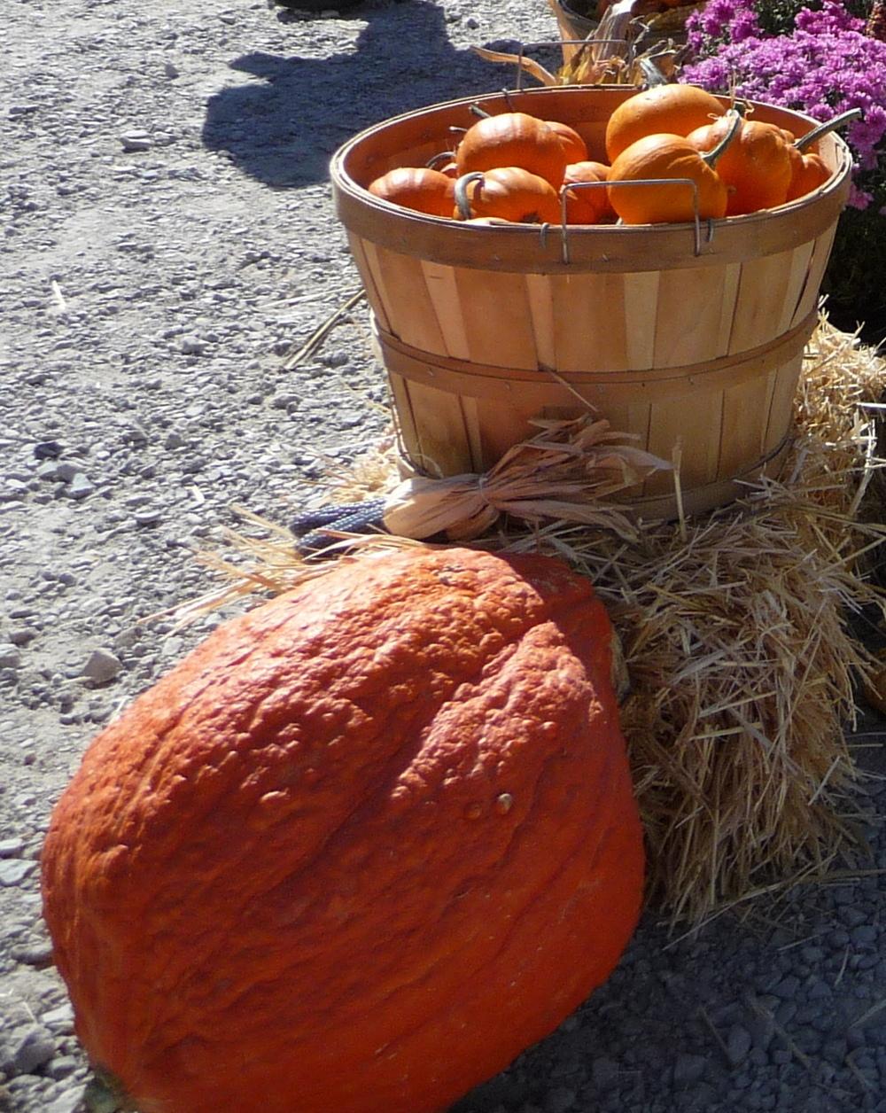 Photo of Gourds, Squashes and Pumpkins (Cucurbita) uploaded by gardengus