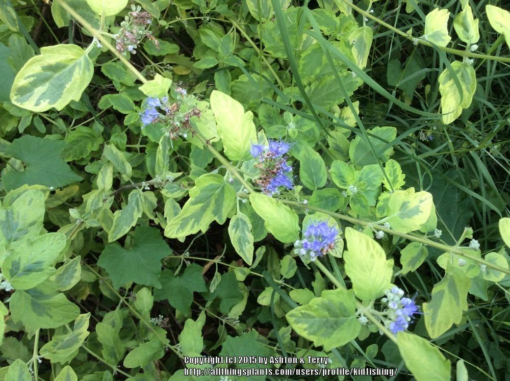 Photo of Bluebeard (Caryopteris x clandonensis Summer Sorbet®) uploaded by kidfishing