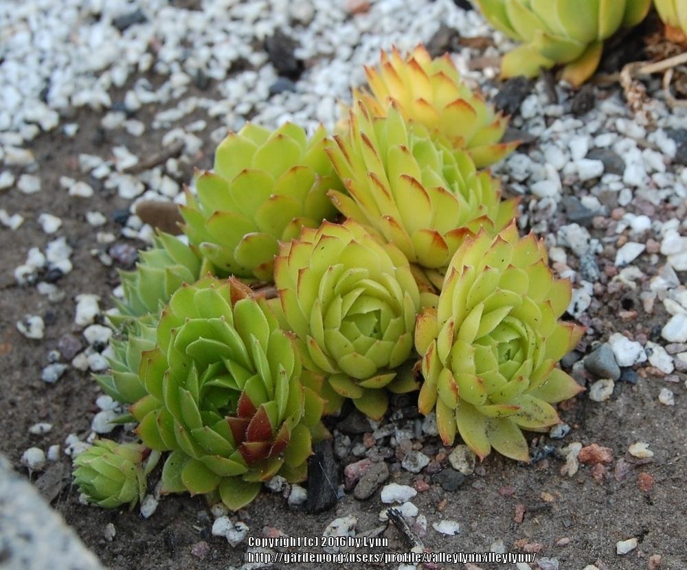 Photo of Hen and Chicks (Sempervivum 'Shirley Moore') uploaded by valleylynn