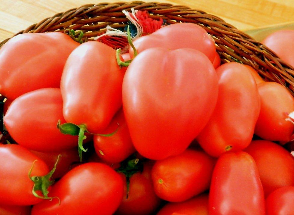 Photo of Tomato (Solanum lycopersicum 'Roma') uploaded by wildflowers