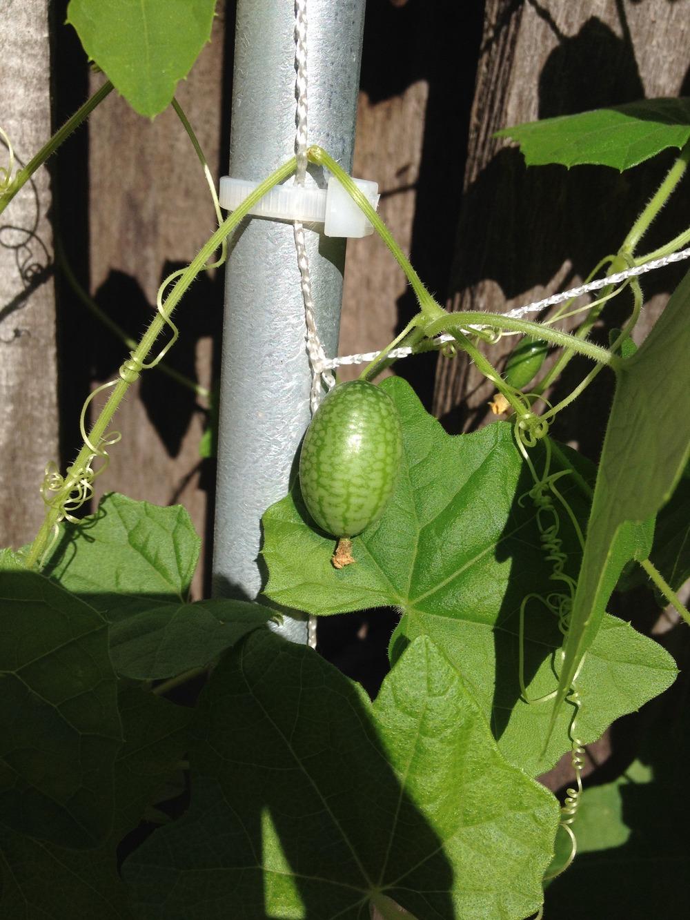 Photo of Cucamelon (Melothria scabra) uploaded by Anderwood