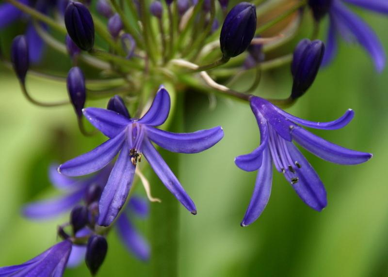Photo of Lily of the Nile (Agapanthus 'Storm Cloud') uploaded by Calif_Sue