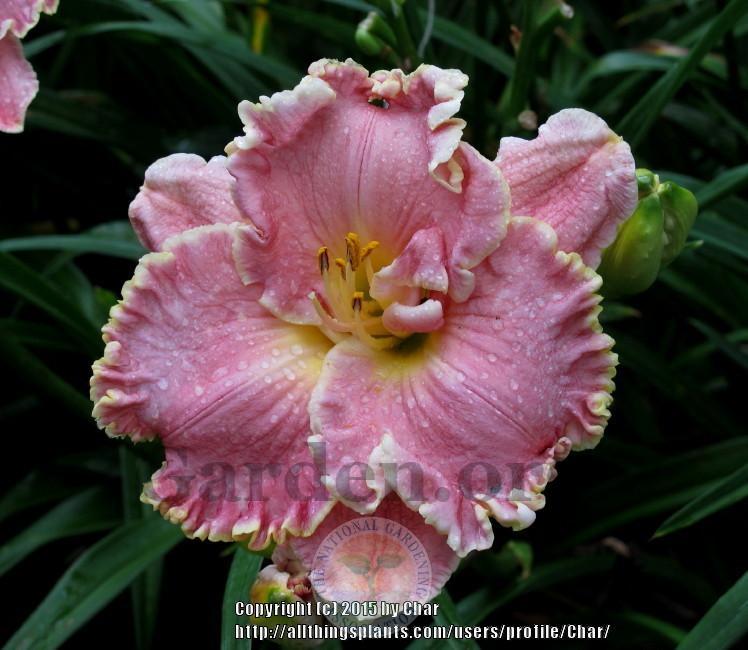 Photo of Daylily (Hemerocallis 'Shores of Time') uploaded by Char