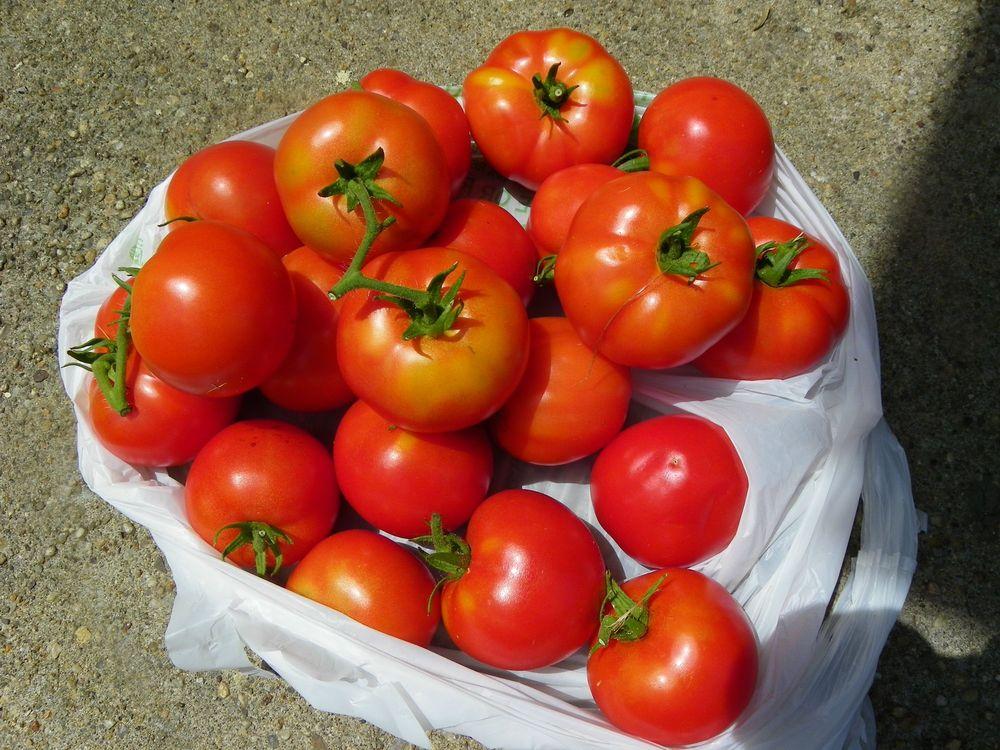 Photo of Tomato (Solanum lycopersicum 'Early Girl') uploaded by Newyorkrita