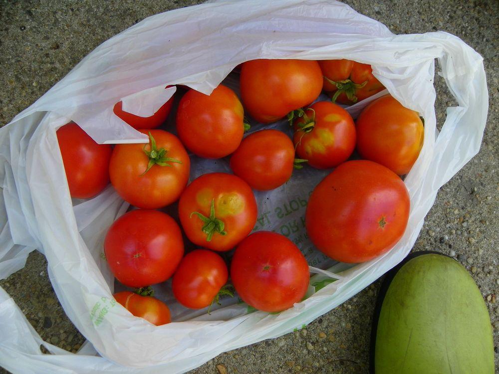 Photo of Tomato (Solanum lycopersicum 'Patio') uploaded by Newyorkrita