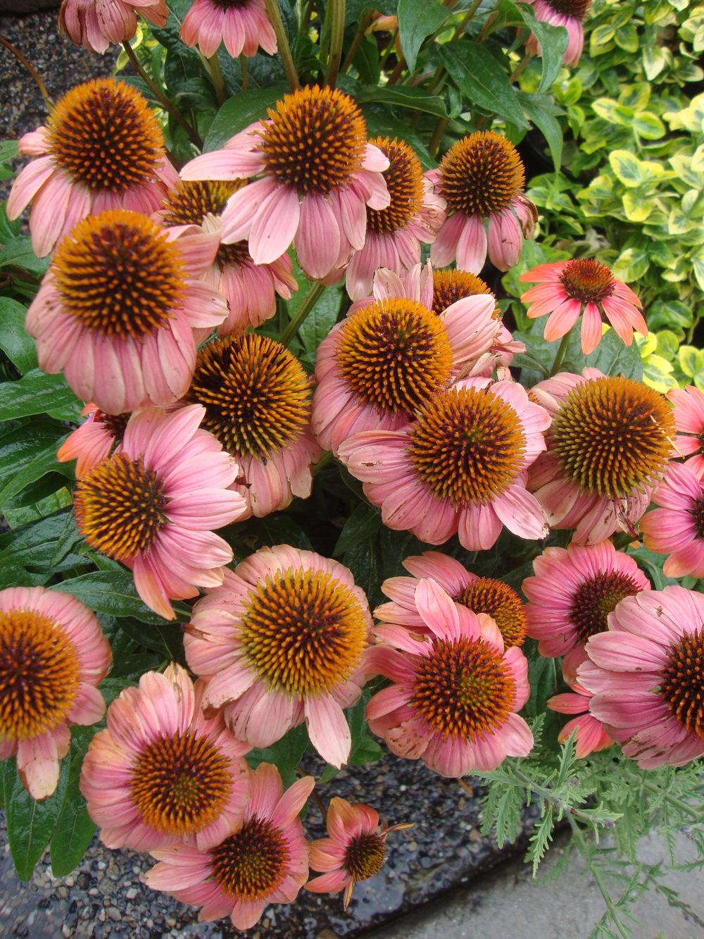 Photo of Coneflower (Echinacea Sombrero® Poco™ Hot Coral) uploaded by Paul2032