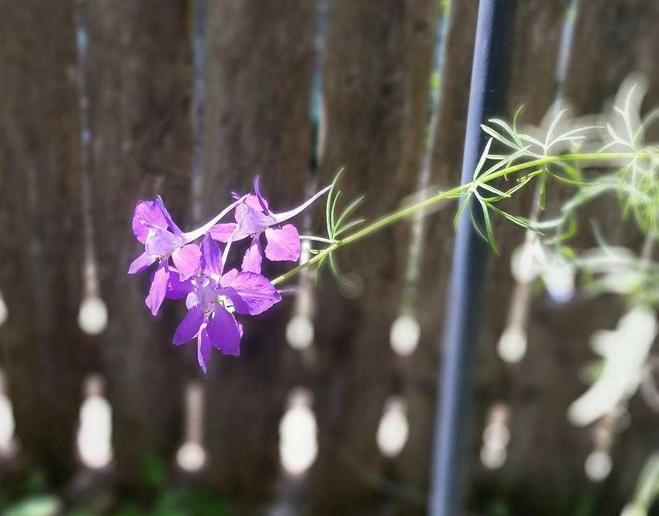 Photo of Larkspur (Consolida ajacis) uploaded by Shell