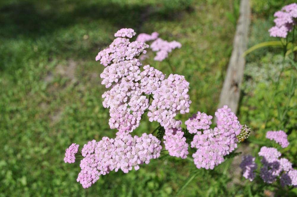Photo of Pink Yarrow (Achillea millefolium 'Island Pink') uploaded by darwellwoods