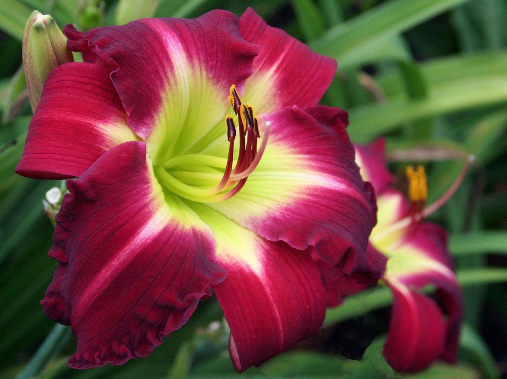 Photo of Daylily (Hemerocallis 'Late to the Party') uploaded by floota