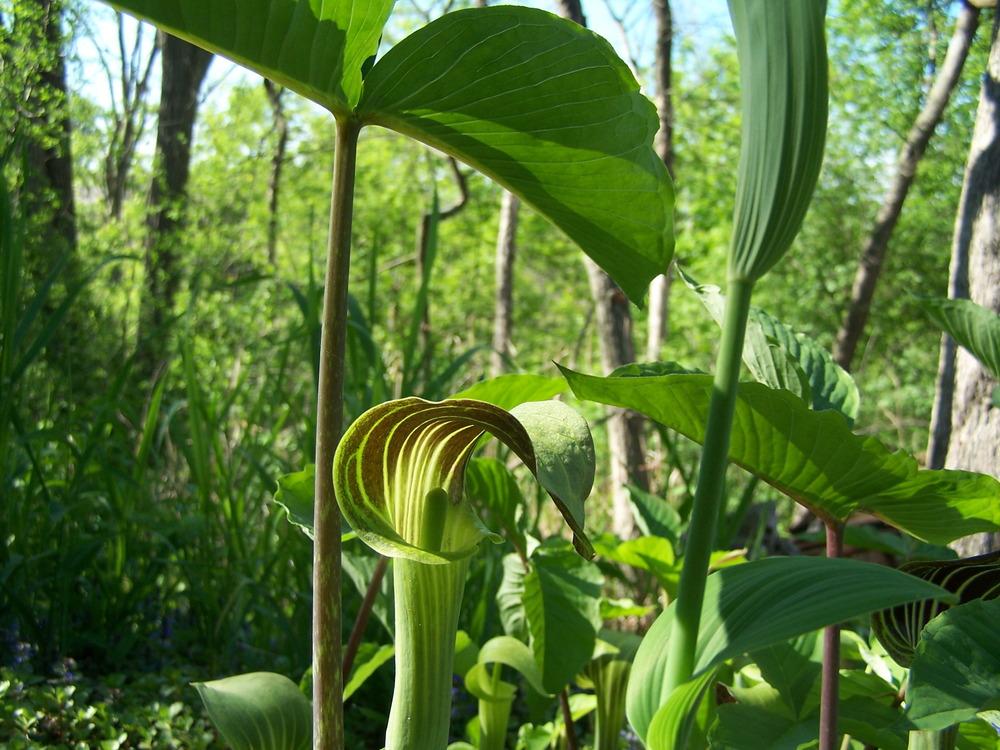 Photo of Jack in the Pulpit (Arisaema triphyllum) uploaded by petruske