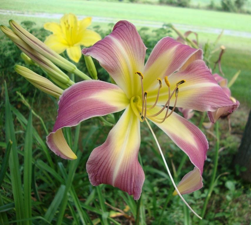 Photo of Daylily (Hemerocallis 'Orchid Corsage') uploaded by sooby