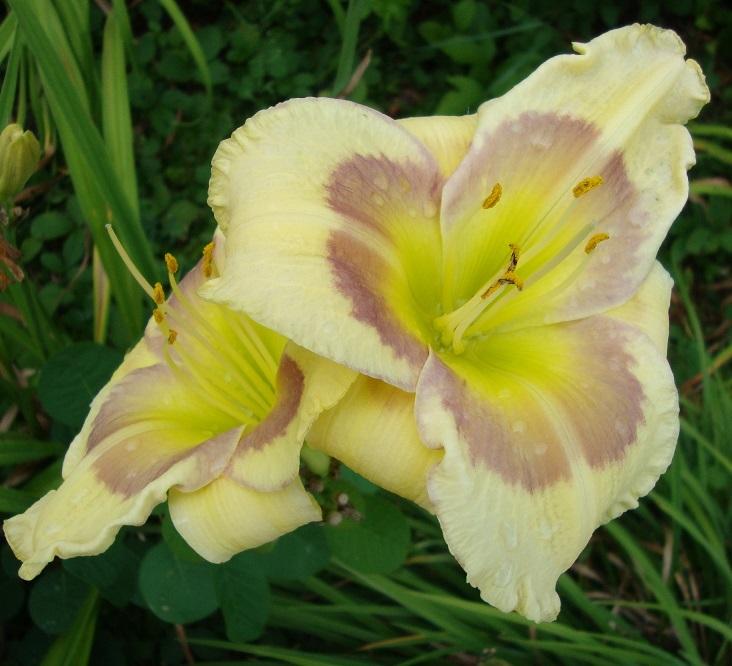 Photo of Daylily (Hemerocallis 'Russian Easter') uploaded by sooby
