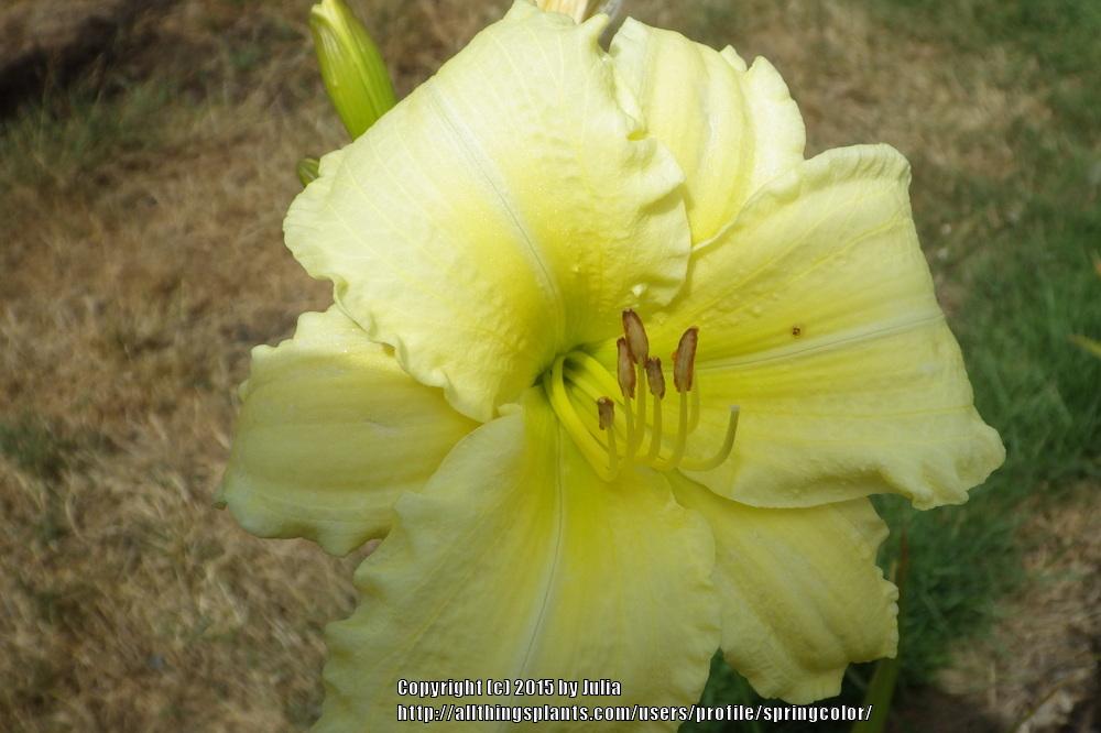 Photo of Daylily (Hemerocallis 'So Lovely') uploaded by springcolor