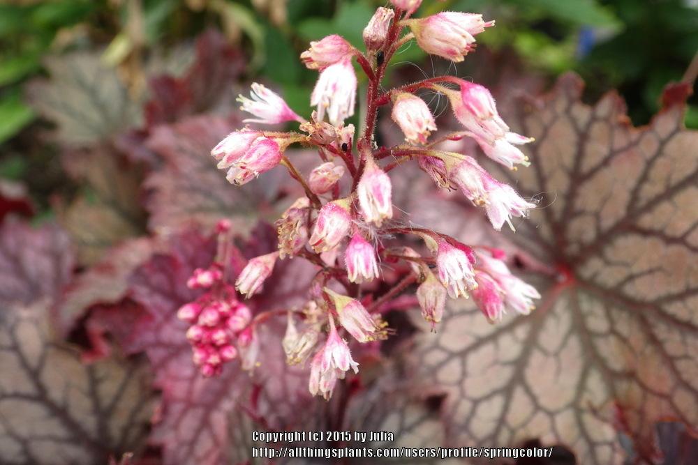 Photo of Coral Bells (Heuchera Little Cutie™ Frost) uploaded by springcolor