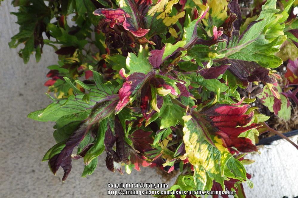 Photo of Coleus (Coleus scutellarioides Twist and Twirl™) uploaded by springcolor