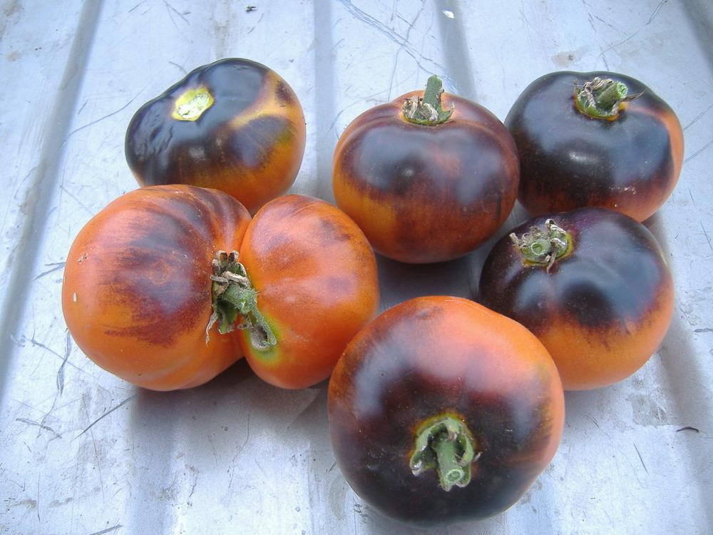 Photo of Tomato (Solanum lycopersicum 'Indigo Apple') uploaded by tveguy3