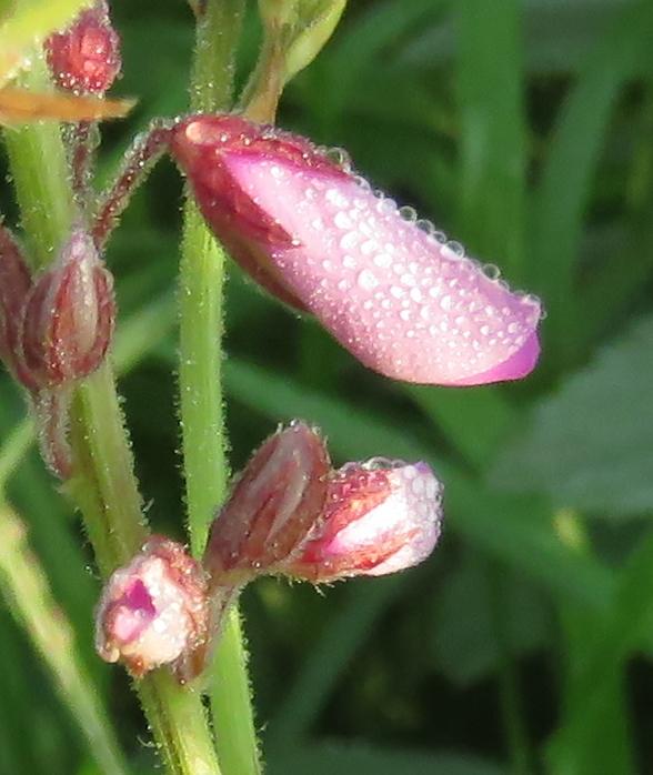 Photo of Showy Tick Trefoil (Desmodium canadense) uploaded by Chillybean