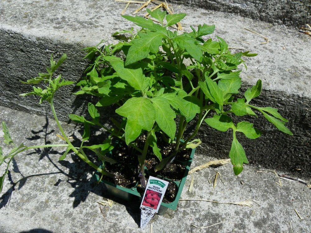 Photo of Tomato (Solanum lycopersicum 'Bush Beefsteak') uploaded by Newyorkrita
