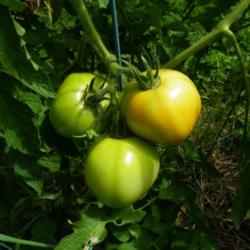 Location: Long Island, NY 
Date: 2015-08-06
Mostly green tomatoes on the vine.
