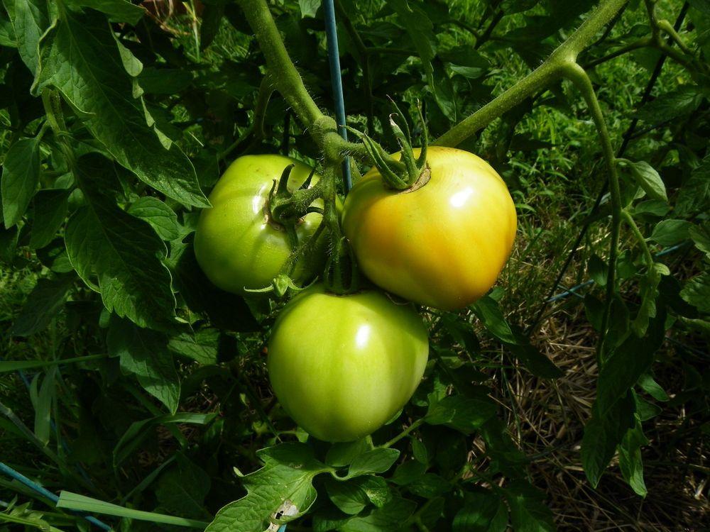 Photo of Tomato (Solanum lycopersicum 'Jubilee') uploaded by Newyorkrita