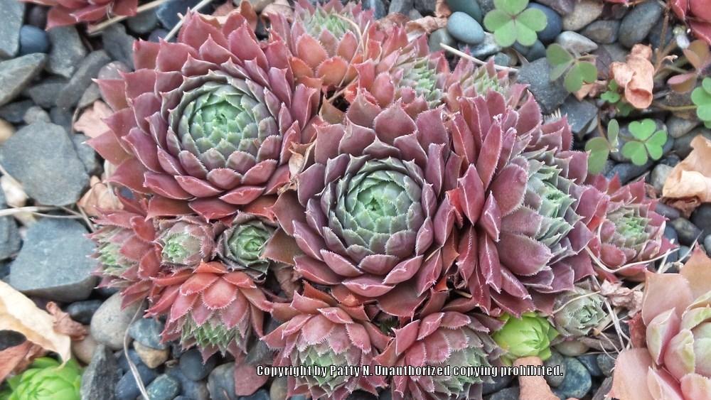 Photo of Hen and Chicks (Sempervivum 'Legolas') uploaded by Patty