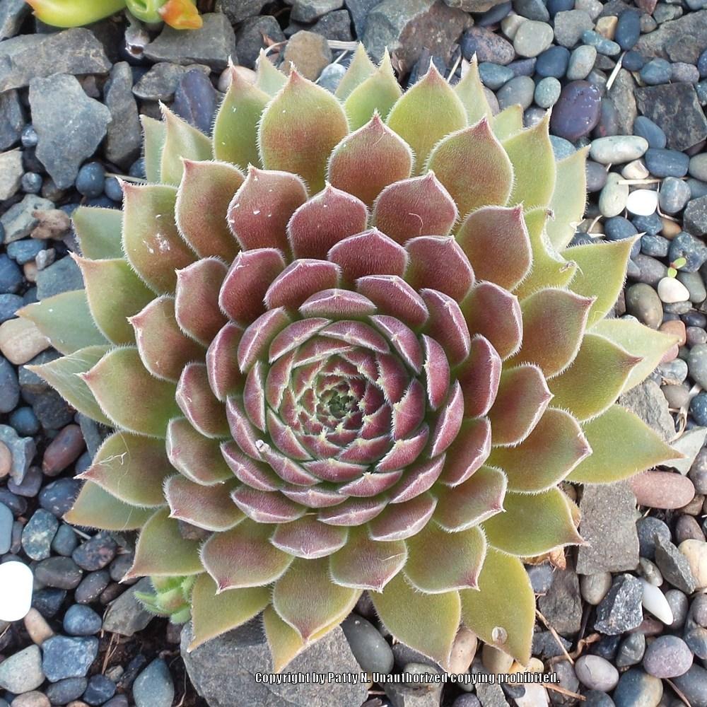 Photo of Hen and Chicks (Sempervivum 'Pacific Joyce') uploaded by Patty