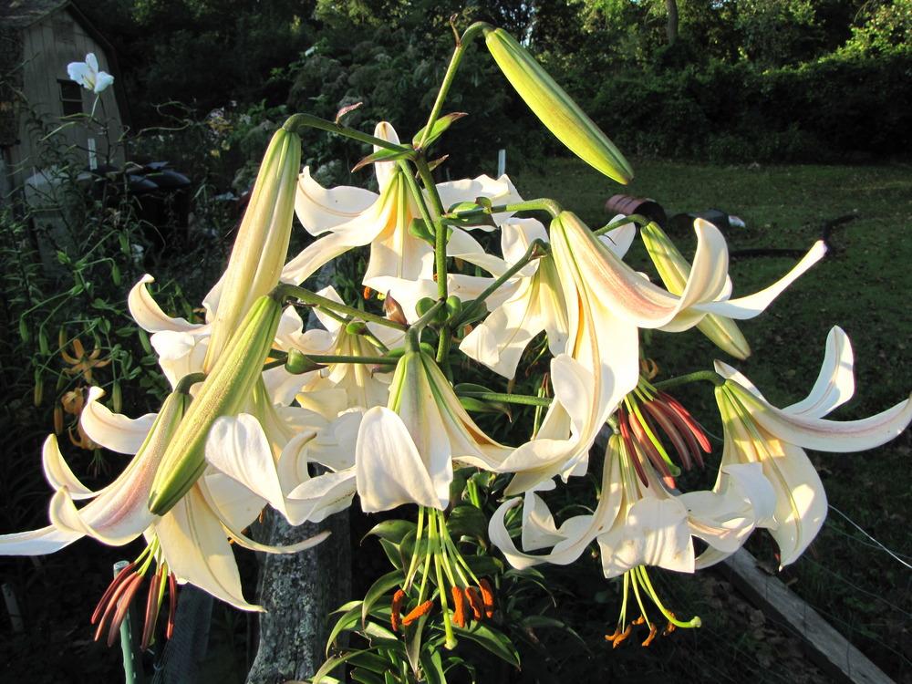 Photo of Lily (Lilium x kewense 'White Henryi') uploaded by Roosterlorn