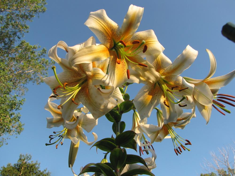 Photo of Lily (Lilium x kewense 'White Henryi') uploaded by Roosterlorn