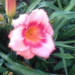 Location: 382 River Road, Pequea, PA 17565
Date: July 4, 2014
Beautiful daylily; a well deserved Stout Medal winner!