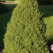 Tough, reliable evergreen shrub with few or no problems in mid-At