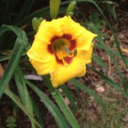 Location: 382 River Road, Pequea, PA 17565
Date: June 18, 2015
Cheerful little daylily