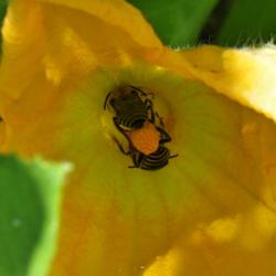 Location: My Garden, Utah
Date: 2015-08-02
squash bees (Peponapis pruinosa) #Pollination